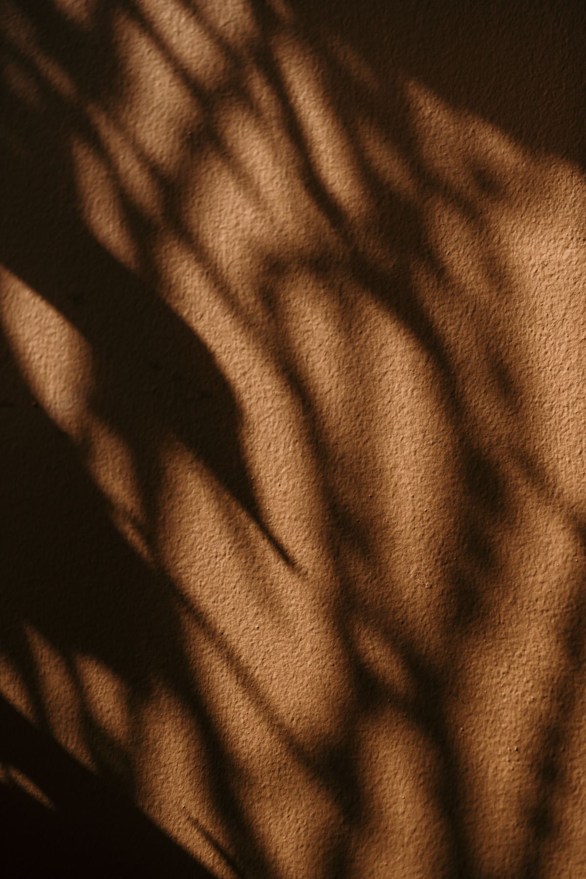 Luz cálida y sombra de palmera sobre una pared de barro